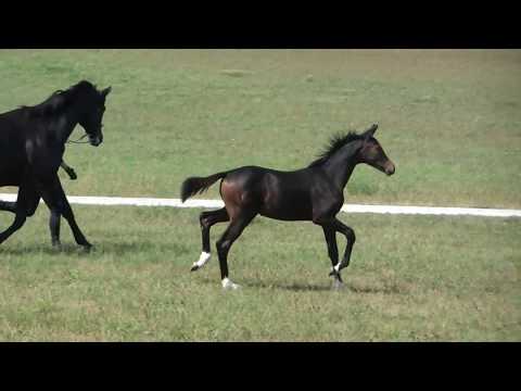 Brigitte Oldenburger Elitefohlen von Bailamos Biolley x Desperados