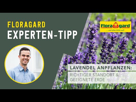 Lavendel anpflanzen: Richtiger Standort & geeignete Erde für die bienenfreundliche Pflanze