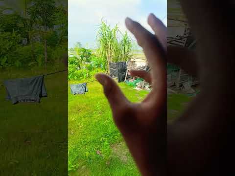 Niki is the most celebrity chihuahua in the world🤣🤣 #p1722