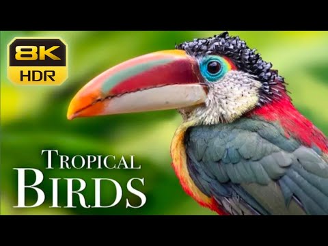 [ 8k UHD ] The World Collection || Colorful Bird Videos || Wildlife Video.
