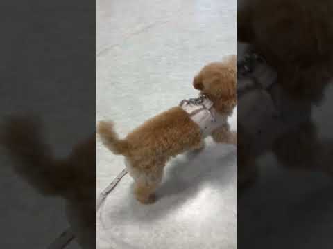 経営学科 動物病院から逃げようとするトイプードル14ヶ月 #toypoodle　#トイプードル