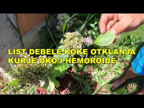 HEMOROIDI I KURJE OKO - KAKO IH BRZO IZLIJEČITI - DEBELA KOKA