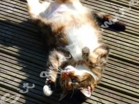 Sit and Admire - The photographs available of animals.