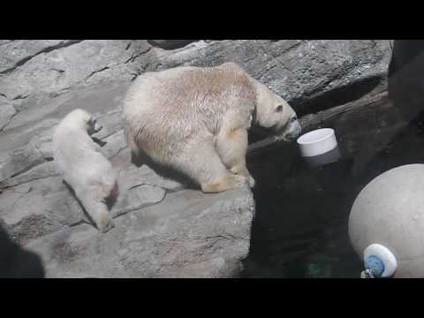 Eisbären Lloyd   Valeska   Lili   Zoo am Meer   Bremerhaven