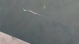 U-BAiT U-StriKe 28cm Olive White Pike