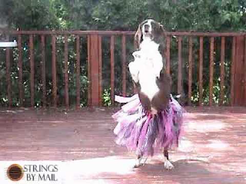 Marley the Flamenco Wonder Dog | Strings By Mail