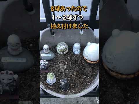 園芸 フォスターのチューリップ