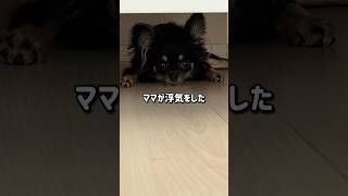 浮気ダメ絶対 #チワワ #犬のいる生活 #short