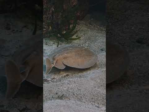 Raie torpille méditerranée