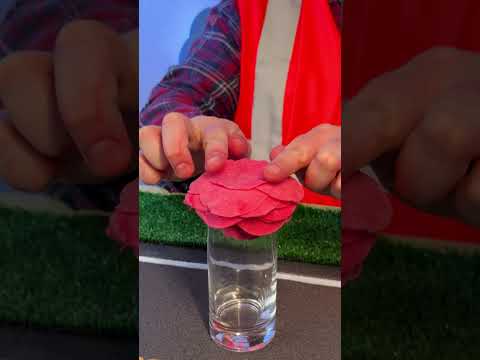 Buildy Wildy and MEOWJI