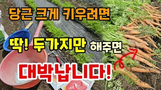 당근크고굵게 키우려면 딱 두가지만 해주시면 대박납니다 미니당근수확