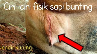 Download lagu CHARACTERISTICS OF PREGNANT COWS mp3