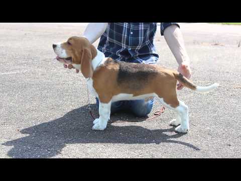 BACARDI VOLCANO OF DEVIZAS 4 months stack