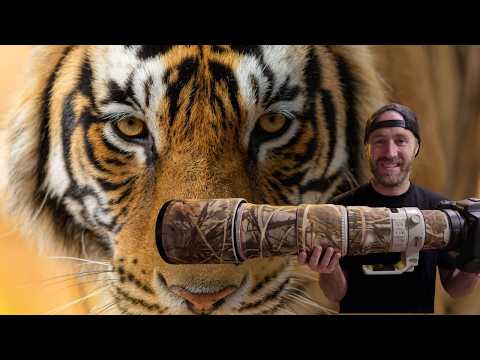 Photographing Tigers in India on the Canon 600mm