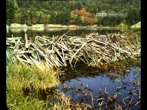 Burrowers and Builders Part 1