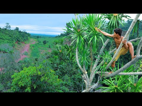 survival in the rainforest Find Fruits are food - Rich fruits at up the hill