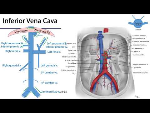 Inferior Vena Cava -  M1 Duodenum, Pancreas and Abdominal Aorta