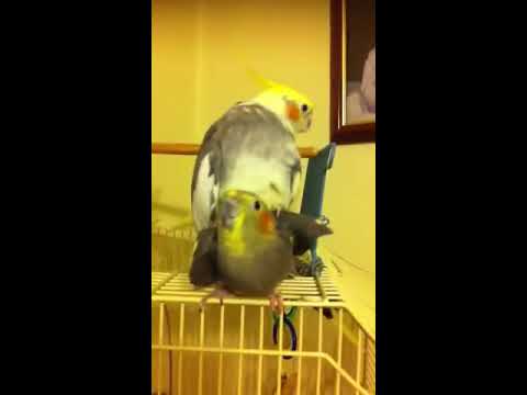How do fish have sex images 30