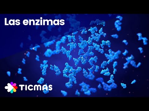 ¿Qué son las Enzimas? Funciones, estructura y características