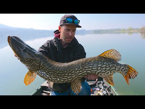 PIKE FISHING TOP WATER - Post Spawn Pike Fishing