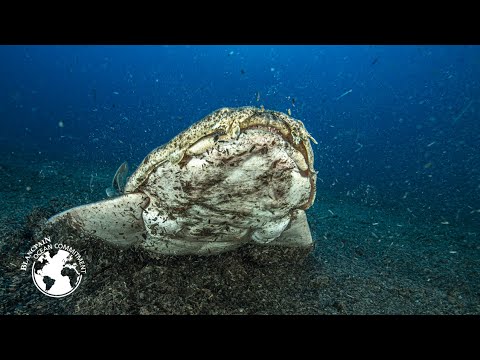 Angelsharks & Picarel’s Breeding Grounds | Episode 5 – Blancpain