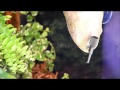 Video: Bebedero de goteo para reptiles pequeño