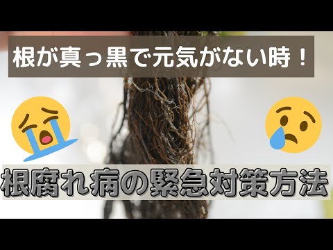 , title : '【野菜の水耕栽培】根腐れ緊急対策方法のご紹介'