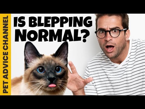 Why is my cat sticking his tongue out - 5 reasons