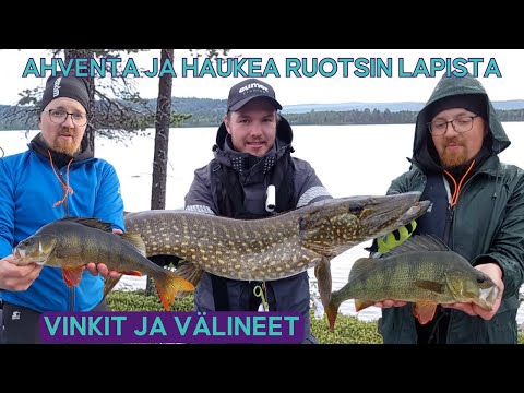 Isoja ahvenia ja älytön hauki Ruotsin Lapista • Vieheet ja välineet ahvenen kalastukseen • Kalastus