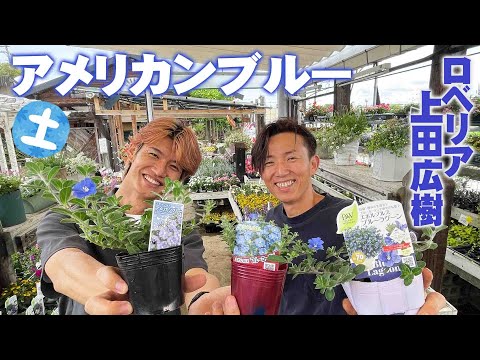 園芸 アメリカンウィステリア、テキサスウィステリア