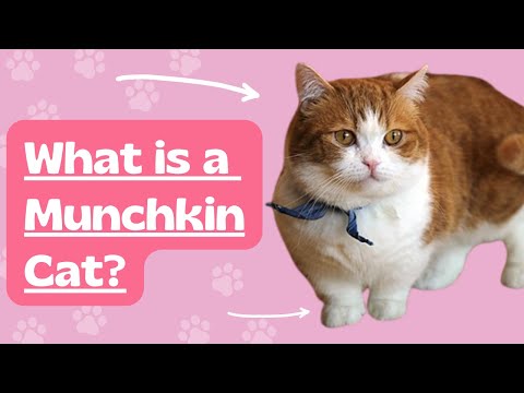 What are Munchkin Cats? Breed history, information and examples. #munchkincats #catfacts #catcare