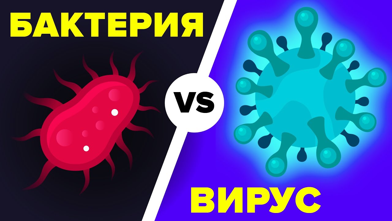 Вирус и бактерия. В чём же разница?