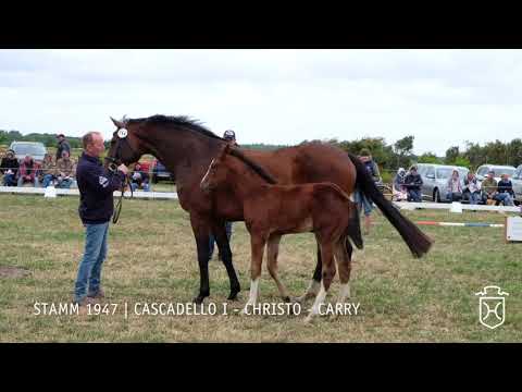 Fohlenschau 2018 | Stutfohlen Cascadello I - Christo - Carry | Stamm  1947 | Clausen