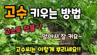 비닐멀칭 고수 키우는방법 이렇게 키우면 고수 병해충 없이 잘자라고 재배가 쉽습니다.(how to grow c…