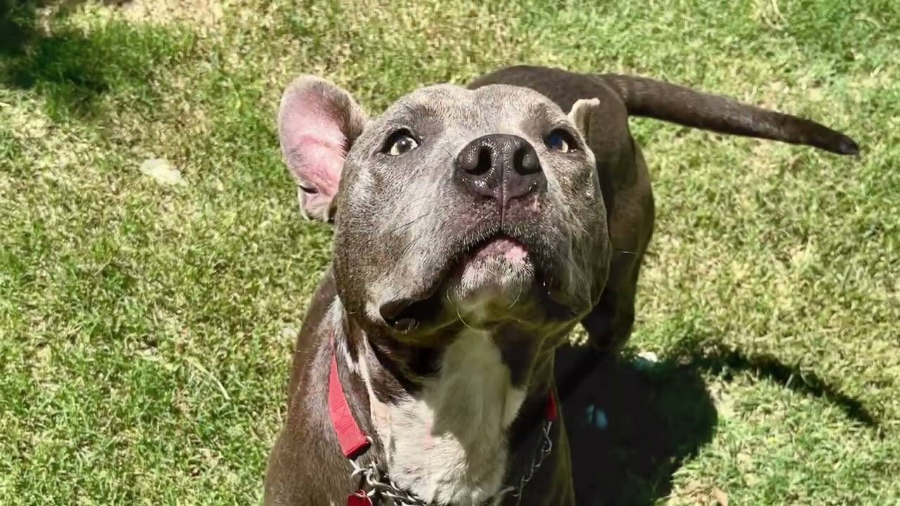 James, a ADOPTABLE mixed breed in San Francisco, CA video 2/6
