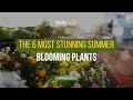 The 6 Most Stunning Summer Blooming Plants