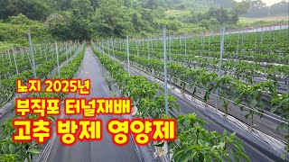 고추 방제 부직포 터널재배 꺼내고 두번째 방제 칼슘 스타핏 미량요소 복합 옵티트랙  야라 풀뿌리농장 [고추재…