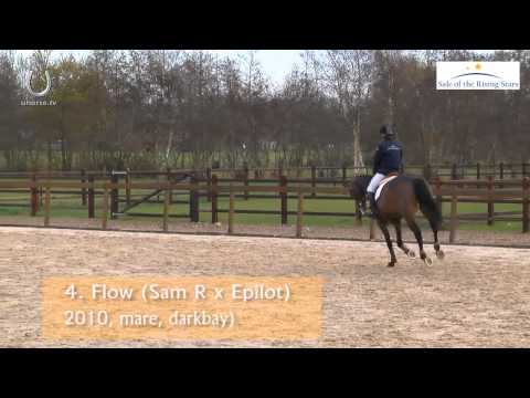 SOLD Flow (Sam R x Epilot) mare, born 2010