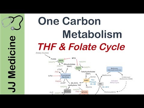 Overview of Glycolysis Basics for Beginners Biochemistry Lesson