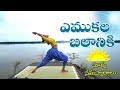 Surya Namaskar Yoga Yoga For Beginners Morning Dr Manthena Official