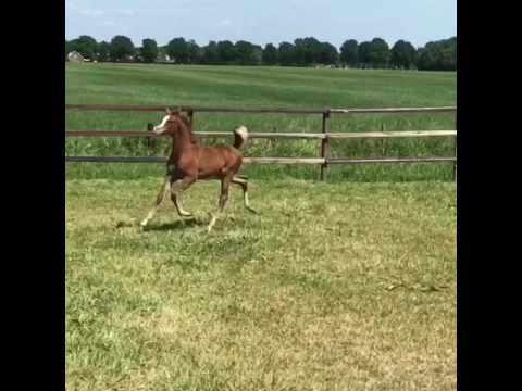 NAFIESA MATANA (Madher Al Jamal | Nafiesa Malaika)