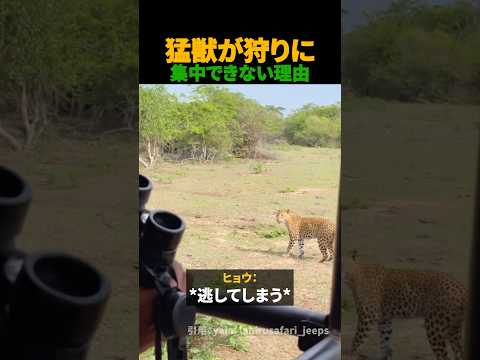 猛獣が狩りに集中できない理由
