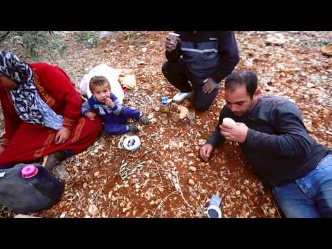 The Story of Palestinian Olive Oil - Al'ard Palestine
