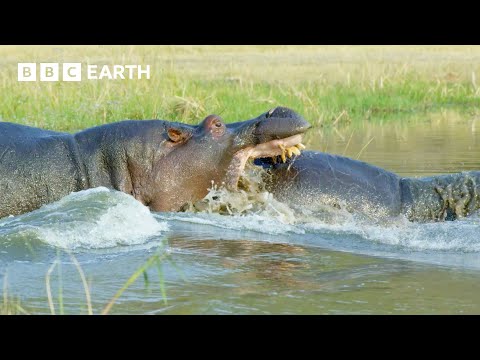 🔴 LIVE: Greatest Fights In The Animal Kingdom: Part 7 | BBC Earth