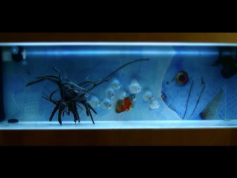 80 Gal Discus Fish Aquarium (Full version 6mins)