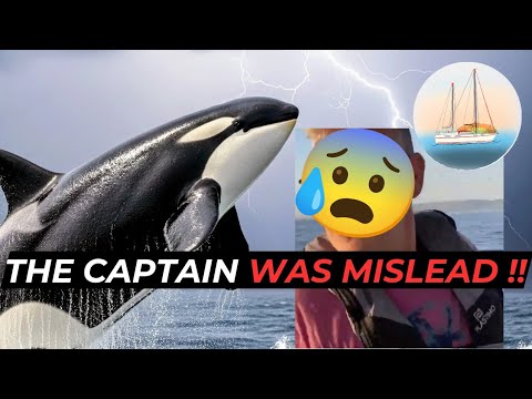 Delivery CAPTAIN Mistakes ORCA ATTACK Guidelines, DESTROYS Client SAILBOAT.