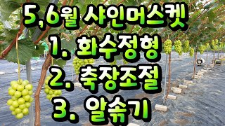 샤인머스켓 화수정형, 송이길이 조절, 알솎기 기본 이론 참고하세요 ~