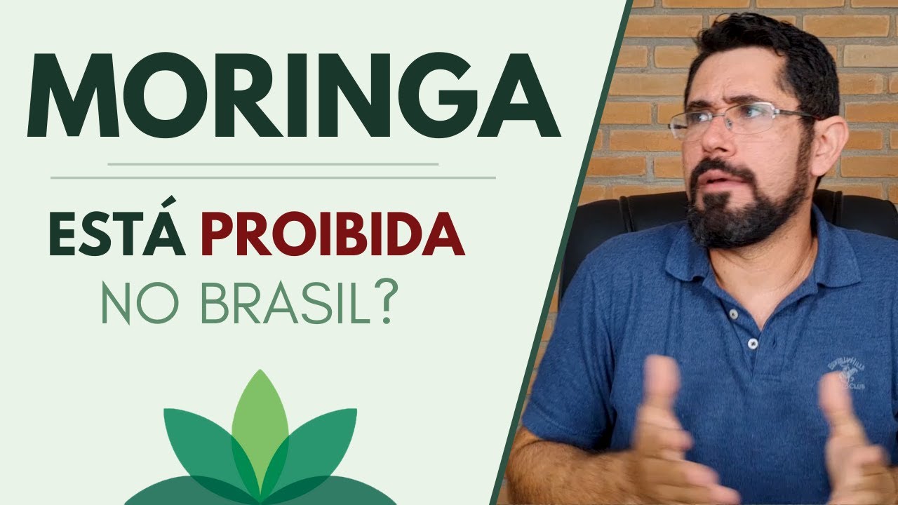 A MORINGA está PROIBIDA no Brasil?
