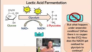 Lactic Acid & Alcoholic Fermentation