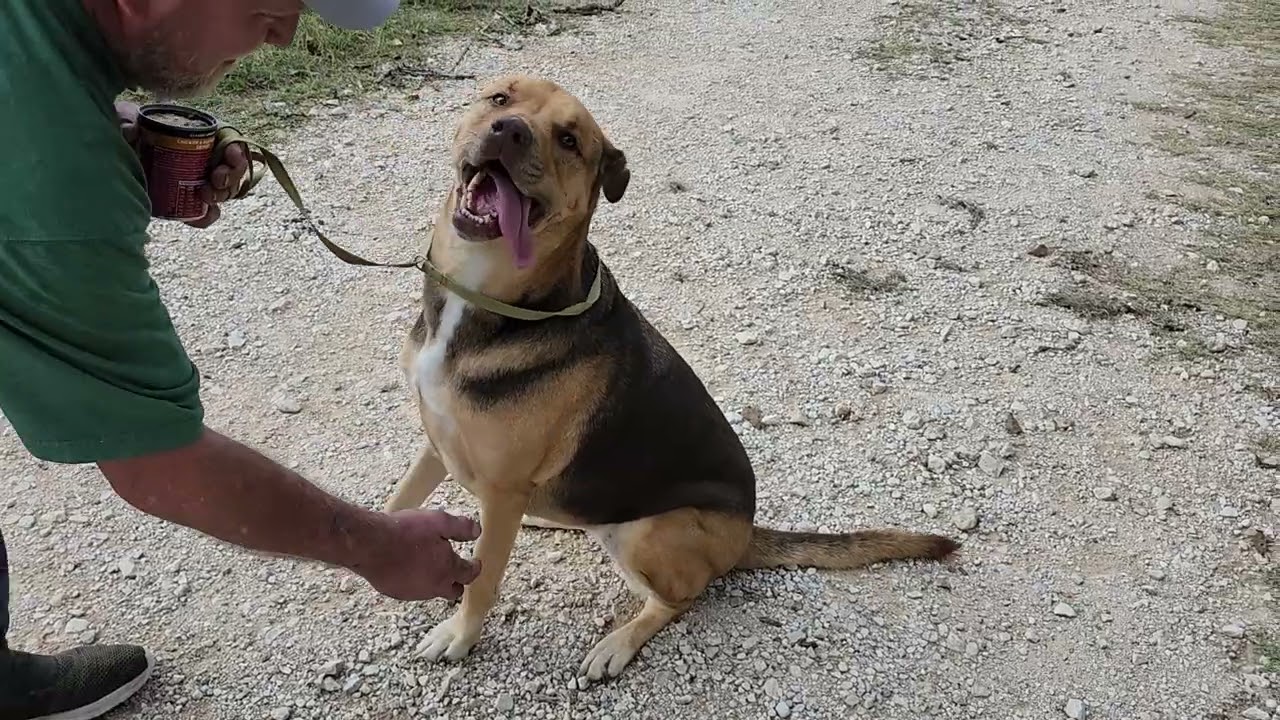 Enlarge Reba, a Adoptable mixed breed in Bandera, TX video 2/4